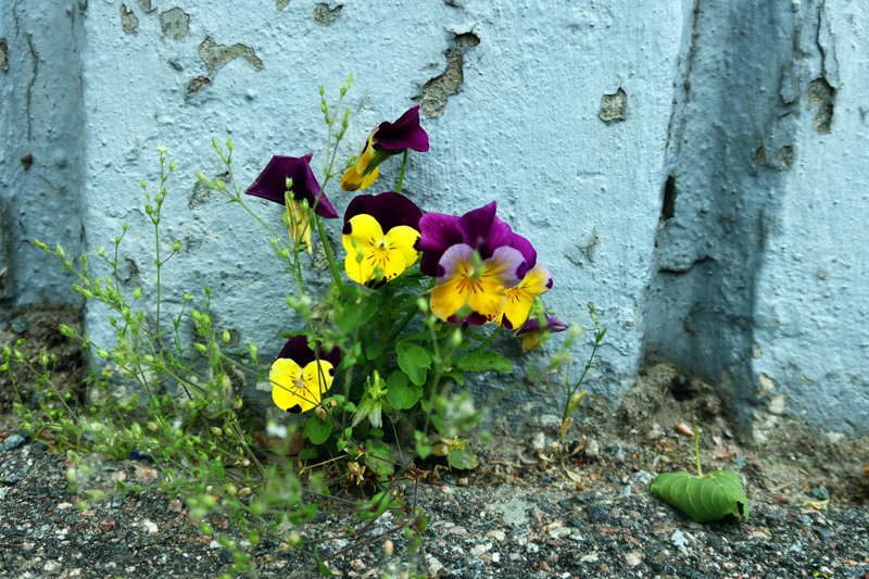 kesä_2022_534