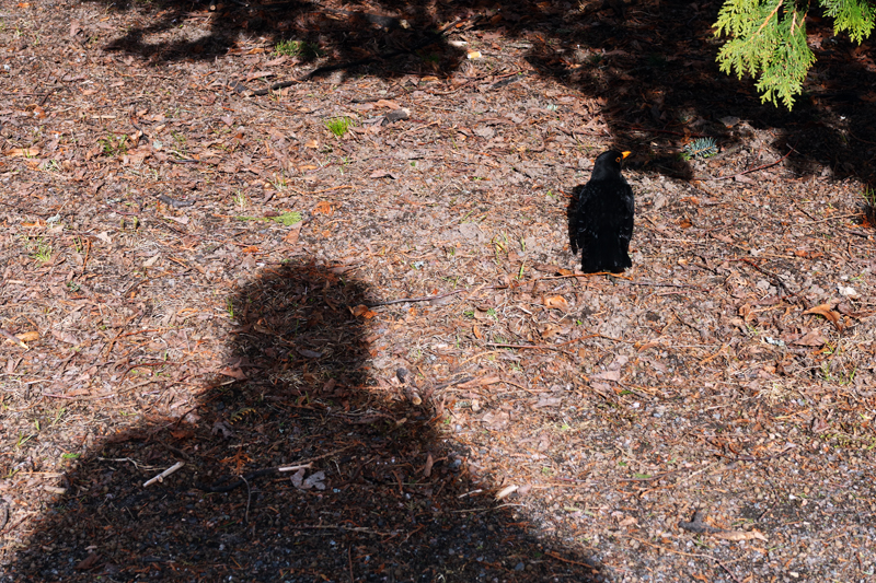 zen_online_321