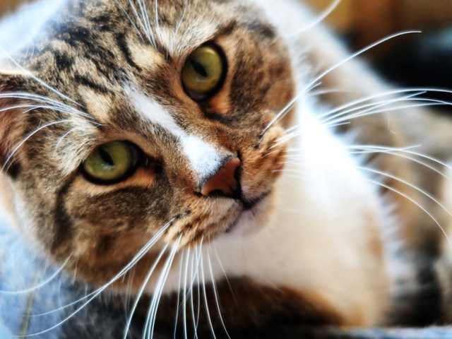 annas_jul_klappar000009